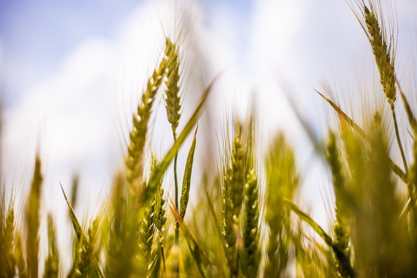 Durum Wheat