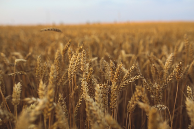 Red Winter Wheat